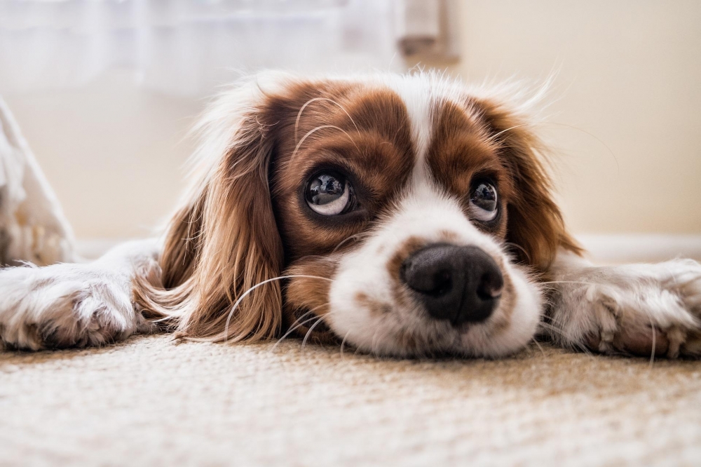 Wzrasta ryzyko zachorowania na wściekliznę wśród psów i kotów - fot. pixabay (zdjęcie ilustracyjne)