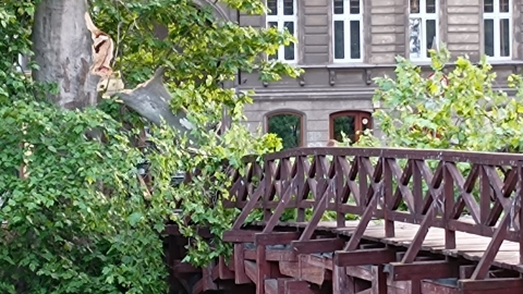 Na kładkę w centrum miasta spadło drzewo [ZDJĘCIA] - 0