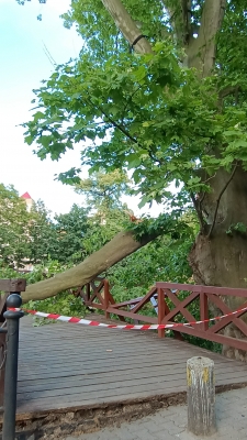 Na kładkę w centrum miasta spadło drzewo [ZDJĘCIA] - 1