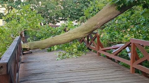 Na kładkę w centrum miasta spadło drzewo [ZDJĘCIA] - 4