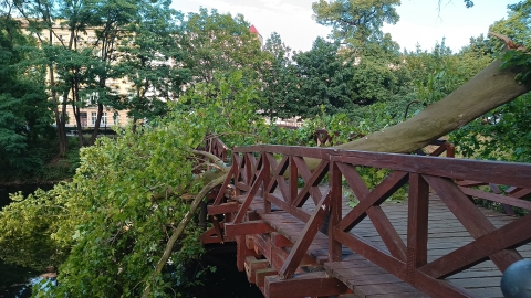 Na kładkę w centrum miasta spadło drzewo [ZDJĘCIA] - 5
