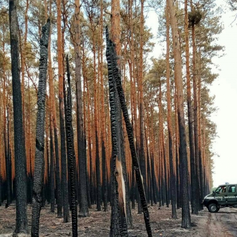 Pożary lasów odsłaniają powojenne niewybuchy  - fot. Patrol Saperski z 23 Śląskiego Pułku Artylerii w Bolesławcu