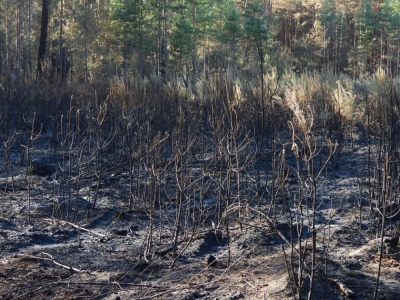 Tylko trzy sosny z Krzywego Lasu koło Bielawy Dolnej przetrwały pożar