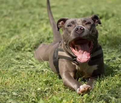 Amstaff dotkliwie pogryzł swoją właścicielkę - może zostać uśpiony