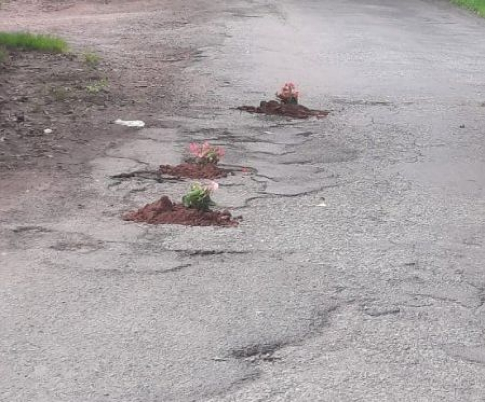 Posadzili z bezsilności kwiaty w dziurach drogi, bo na jej remont czekają od 20 lat - (fot. zdjęcia Mieszkańców Suszyny)