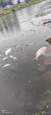 Na Odrze w Oławie katastrofa ekologiczna - martwe ryby unoszą się na wodzie [ZDJĘCIA] - 0