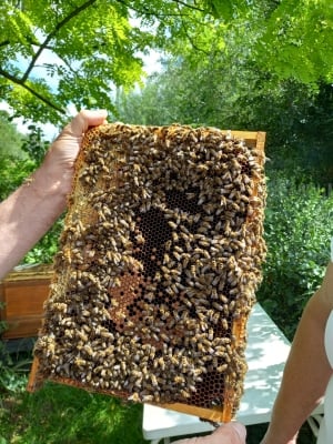 Za darmo pokazują jak żyją pszczoły - pasieka pod Kłodzkiem czeka na chętnych - 0