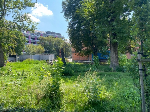 Z centrum Wrocławia znikają kolejne drzewa - tym razem winna susza [ZDJĘCIA] - 2