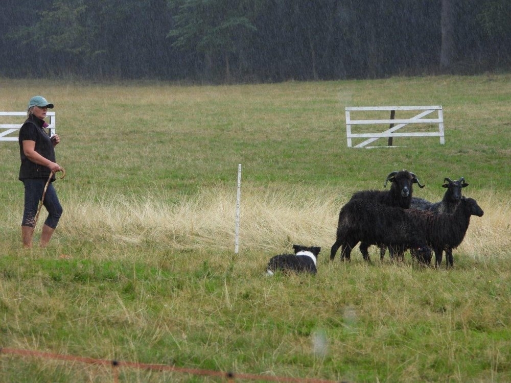 Na łąkach pod Chojnikiem odbyły się zawody dla pasterzy z psami - fot. RW