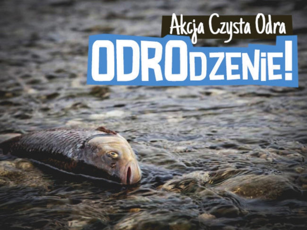 Chcą zebrać 100 tysięcy złotych na odrodzenie ekosystemu Odry - fot. siepomaga.pl/odrodzenie