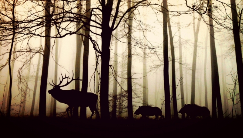 Wieczór zDolnego Śląska: Które zwierzę jest dzikie, a które nie? - fot. pixabay