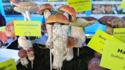 Wielki wysyp grzybów na Dolnym Śląsku
