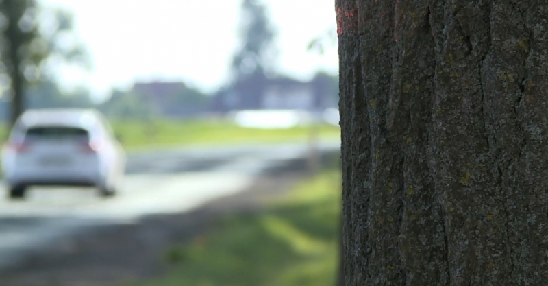 Mieszkańcy obawiają się o los 800 drzew przy trasie Złotoryja-Jawor. Pójdą pod topór? - fot. Andrzej Andrzejewski