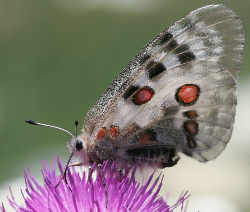 Jelenia Góra: Wielka konferencja o wielkich motylach - Wikipedia/Robert Kindermann aka RobertK/CC BY-SA 2.5
