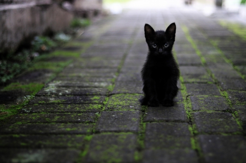 Plaga kotów we Wrocławiu. Tak wiele ich jeszcze nie było - zdjęcie ilustracyjne; fot. Huda Nur/Pixabay