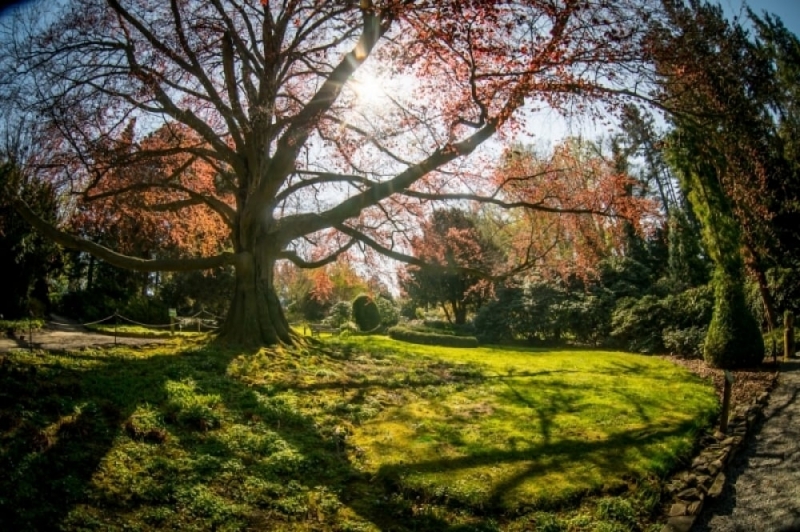 Złota polska jesień w Arboretum w Wojsławicach. Ostatnia szansa na zwiedzanie - fot. archiwum RW (zdjęcie ilustracyjne)
