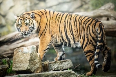 Tygrysica Surya wyrusza w świat