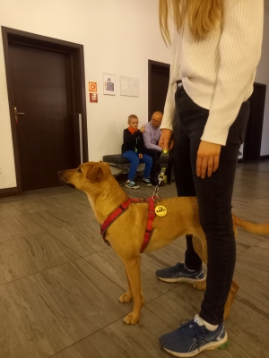 Radio Wrocław na czterech łapach. Oto Wy i Wasze zwierzaki! [FOTO RELACJA] - 17