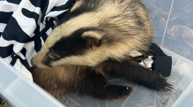 Petarda obudziła borsuka? Trwa zbiórka na leczenie Patrycjusza - Fot: fundacja Patataj Animals Sanctuary