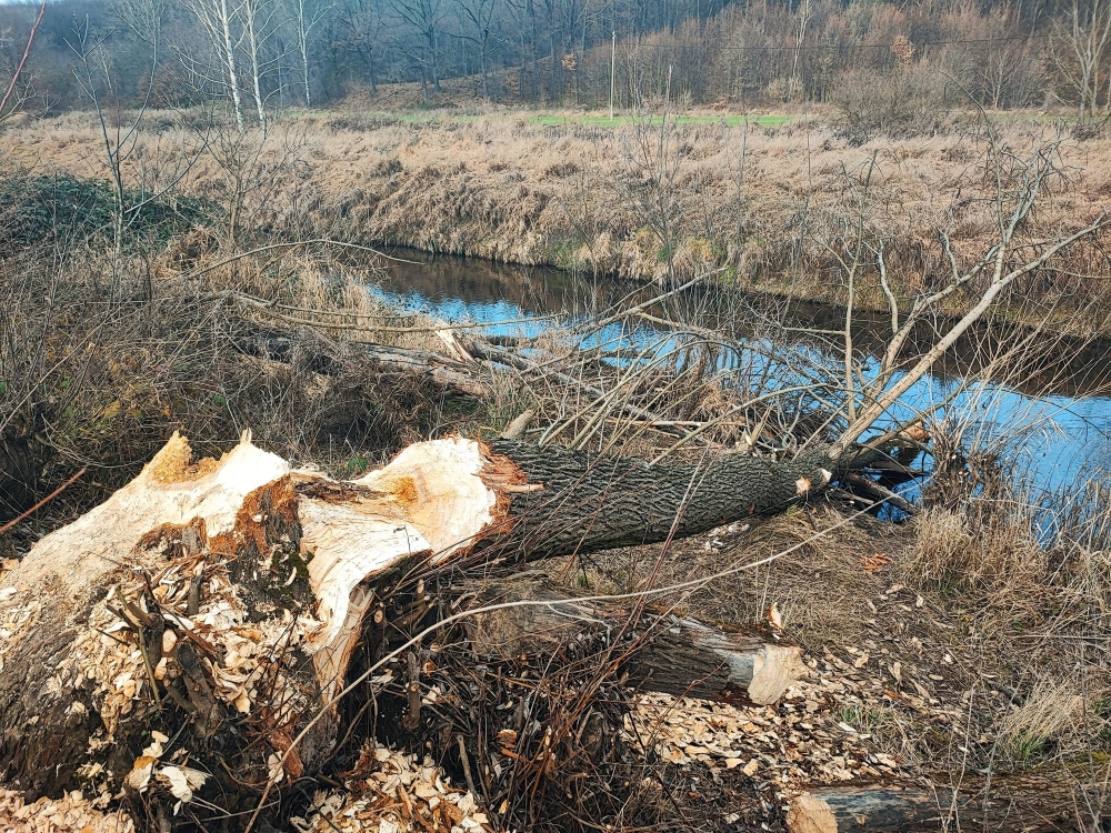 Bobrze wybryki w Legnicy. Obgryzają i przewracają drzewa nawet w parku miejskim  - fot: Karolina Bieniek