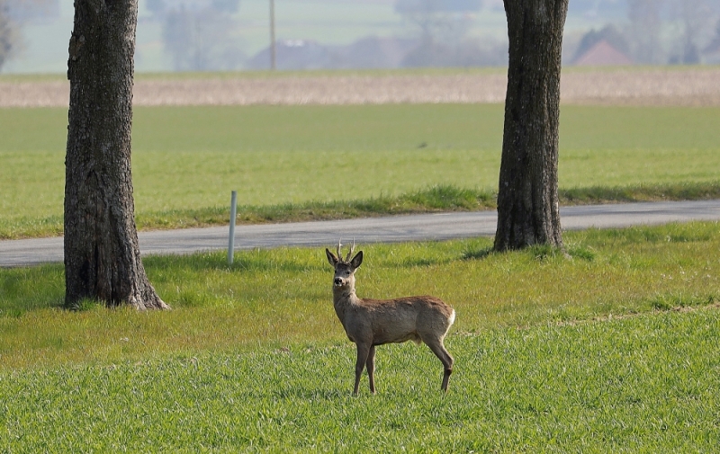 Dzikie zwierzęta na drodze. Policja apeluje do kierowców o szczególną uwagę - Fot: zdjęcie ilustracyjne Pixabay