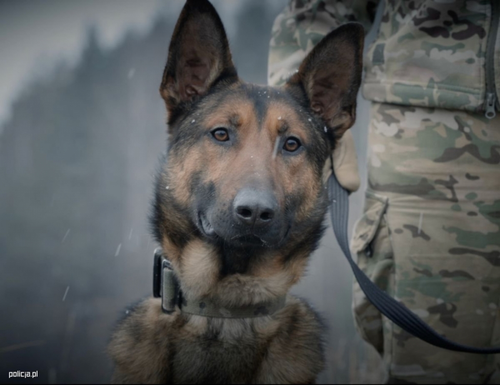 Zimowy trening policyjnych psów [FILM, FOTO] - Fot: dolnośląska policja