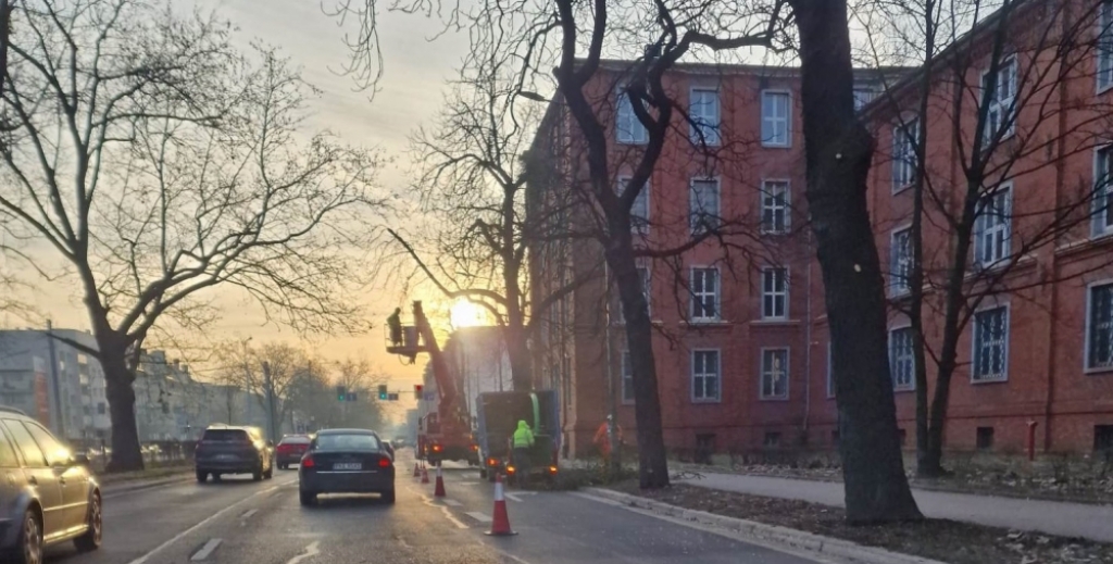 Wycinka na Hallera. Są utrudnienia - Fot: Gregor Niegowski