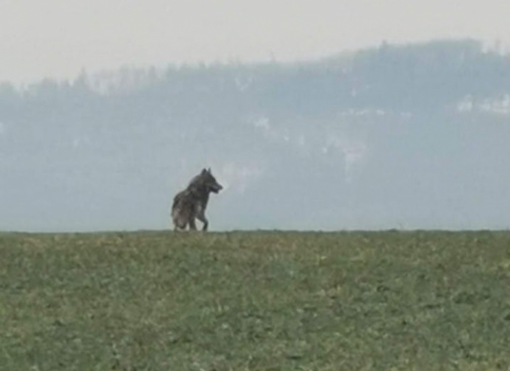 Wilki w okolicach Sobótki. Pojawiają się już praktycznie wokół całego Wrocławia - Fot:  Użyczone 