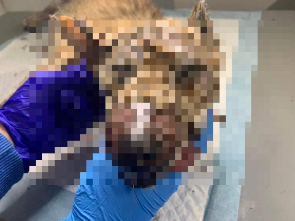 W worku znaleziono zwłoki okaleczonego psa. Obrażenia wskazują na zoofilię [18+] - ekostraz.pl