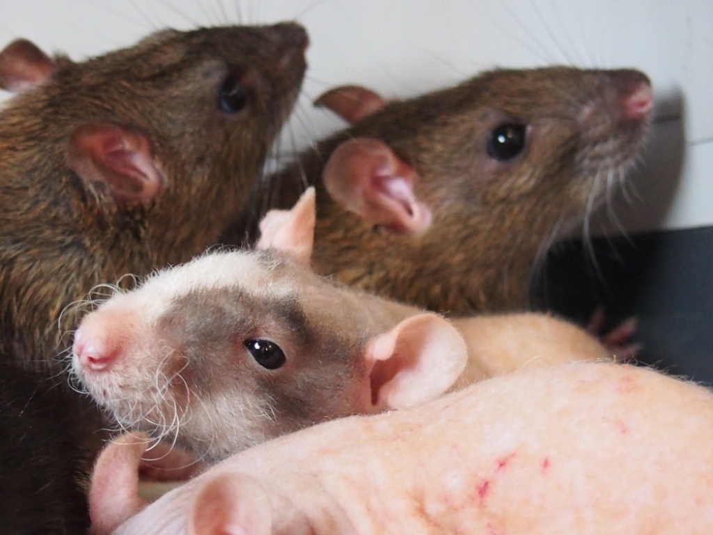 11 hodowlanych szczurów w opuszczonym mieszkaniu - Fot: Wrocławskie Schroniskio dla Bezdomnych Zwierząt