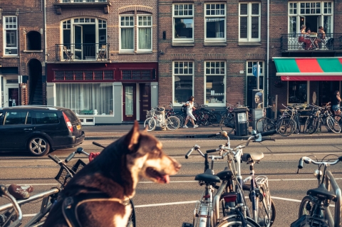 Ostre Koło: Holandia- rowerowy raj? - 6