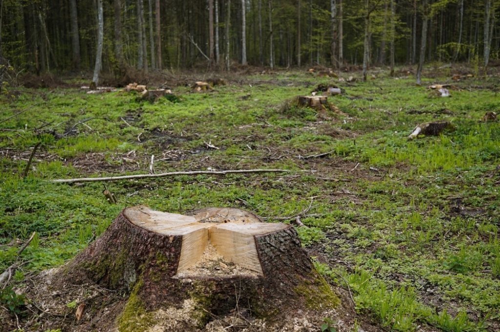 W pojedynkę wyrąbał kawał lasu. Grozi mu 5 lat więzienia - Fot: zdjęcie ilustracyjne Pixabay