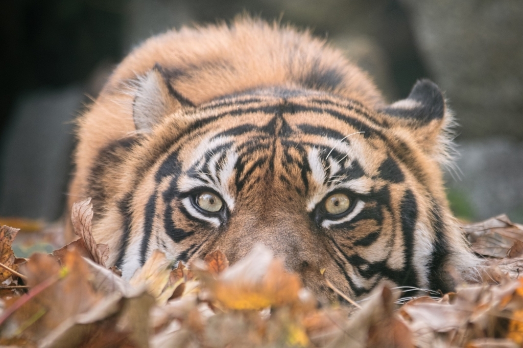 Urodziny pasiastego kocura we wrocławskim ZOO - fOT: ZOO Wrocław