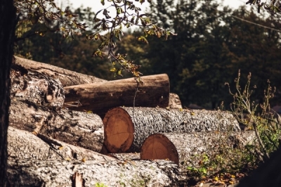 Las na Praczach Odrzańskich straci ponad hektar drzew