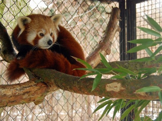 Panda Yunnan we wrocławskim Zoo - 
