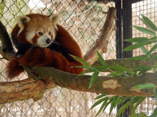 Panda Yunnan we wrocławskim Zoo –
