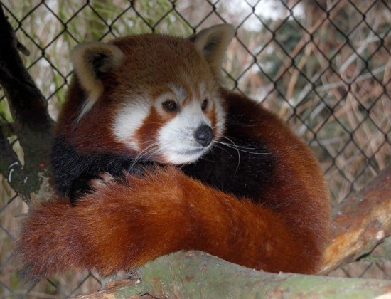Panda Yunnan we wrocławskim Zoo - 2