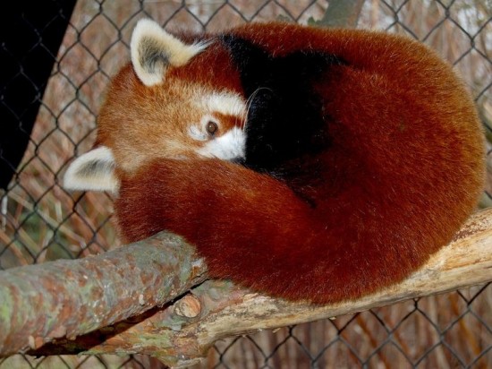 Panda Yunnan we wrocławskim Zoo - 1
