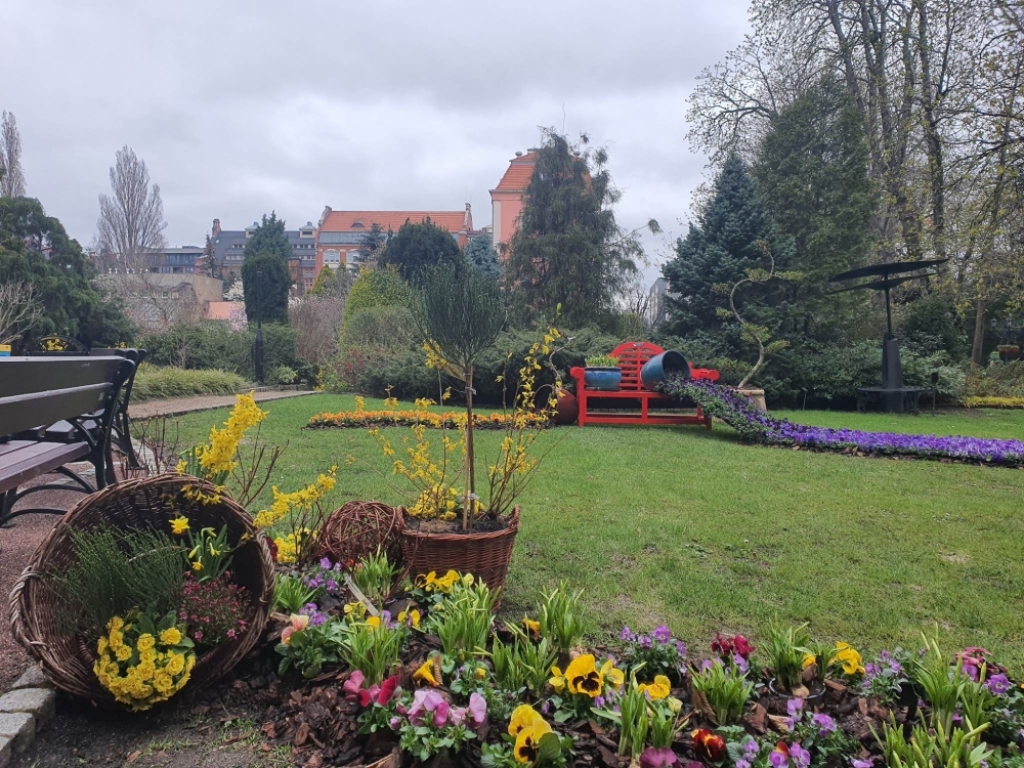 Rośliny we wrocławskim Ogrodzie Botanicznym już czują wiosnę - fot. Ogród Botaniczny UWr
