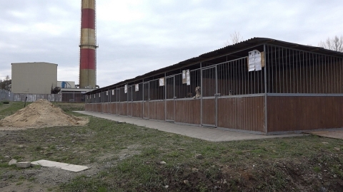 "Odpowiedzialni". Świdnickie schronisko rusza z nową kampanią - 1