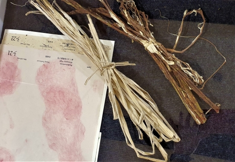 O roślinach papierniczych w dusznickim muzeum  - 2