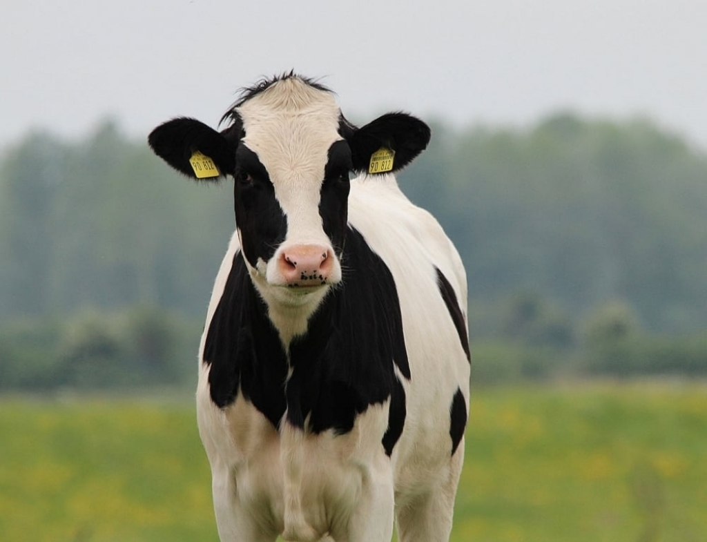Hodowcy bydła grożą protestem: Nie chcemy jałmużny, chcemy rozwiązań - fot. pixabay (zdjęcie ilustracyjne)