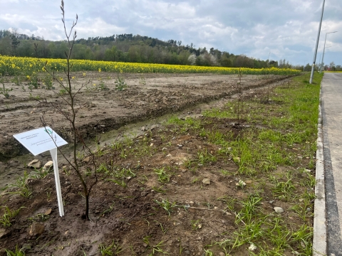 Lipy, dęby i buki. Nowe drzewa w Masywie Ślęży - 0