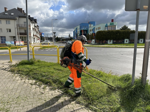 Kolorowo i wiosennie w Jeleniej Górze - 0