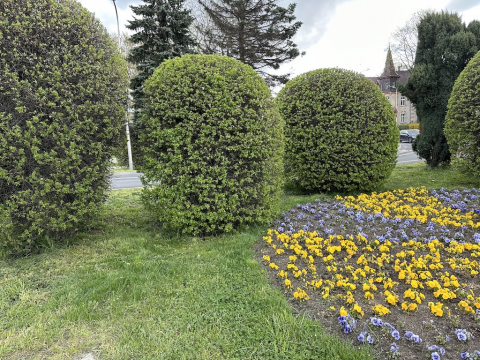 Kolorowo i wiosennie w Jeleniej Górze - 5