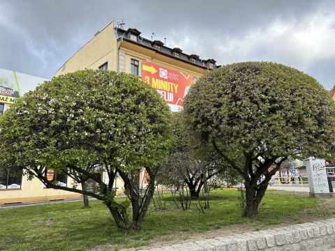 Kolorowo i wiosennie w Jeleniej Górze - 4