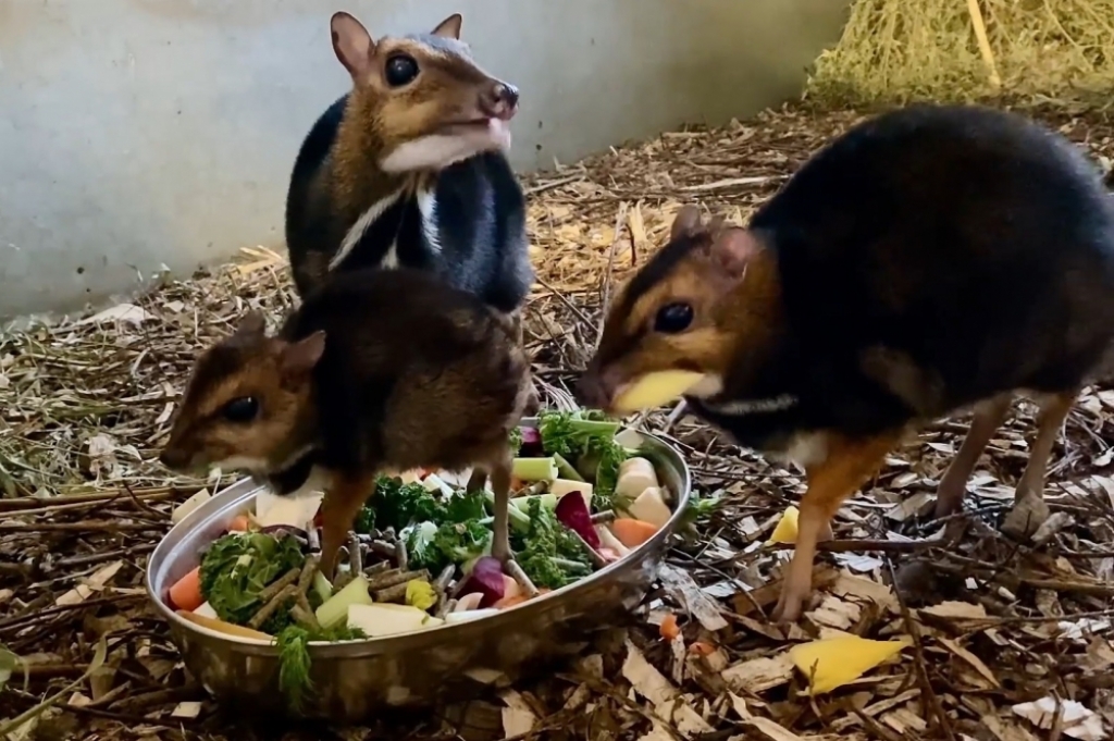 Urodzony we wrocławskim zoo myszojeleń to samiec - fot. mat. prasowe ZOO Wrocław
