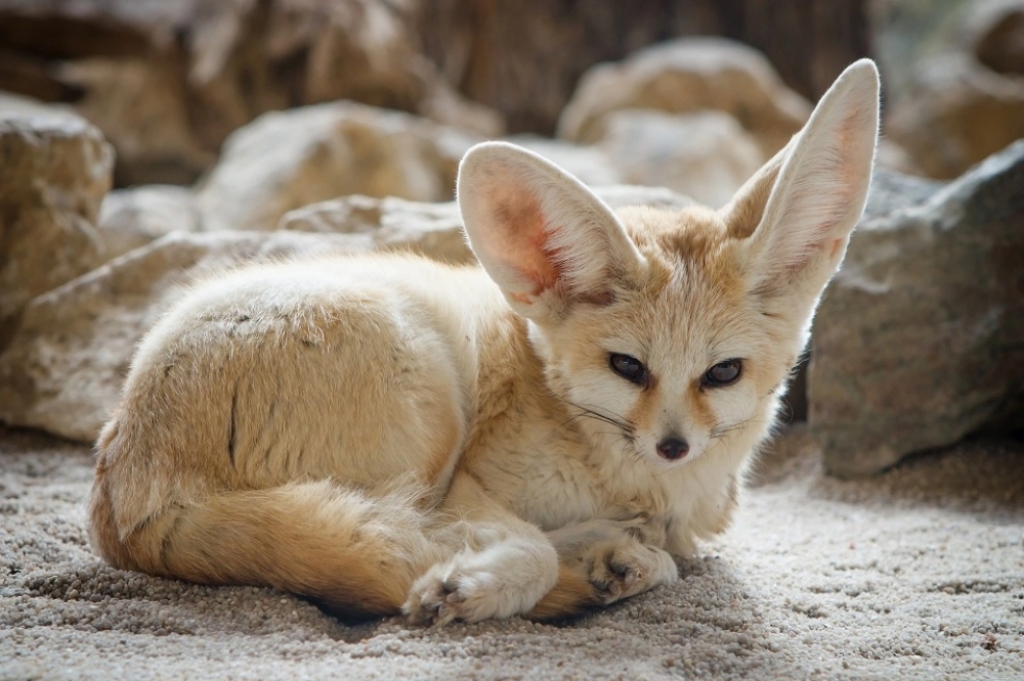Samica liska pustynnego przyjechała do wrocławskiego ZOO - fot. Wrocław ZOO mat. prasowe