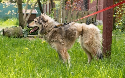 Zaginął pies – podopieczny wrocławskiej Ekostraży