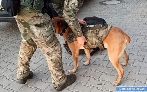 Policja rozbiła grupę zbrojną zajmującą się handlem narkotykami; siedem osób aresztowanych - 6